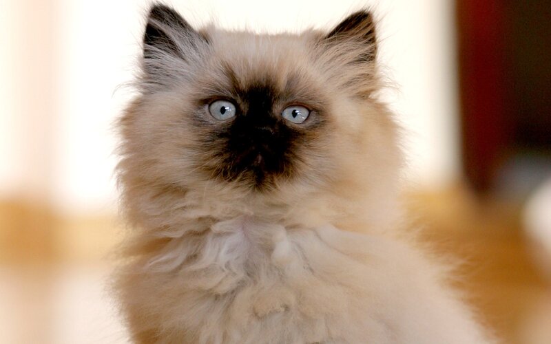 Fluffy Kitten with Blue Eyes — White, Innocent