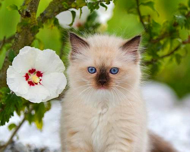 Fluffy Kitten with Blue Eyes — White, Serene