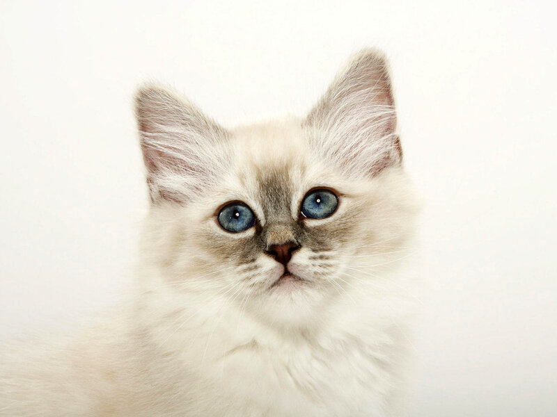 Fluffy Kitten with Blue Eyes — White