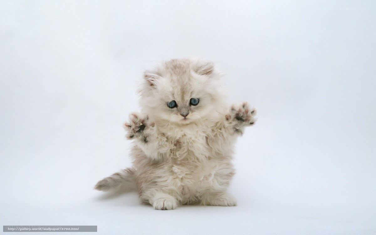 fluffy kitten with blue eyes
