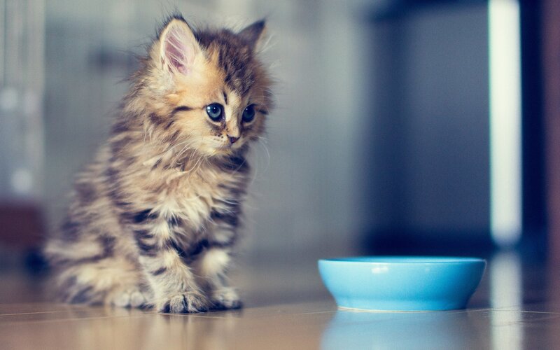 Fluffy Kitten with Bowl