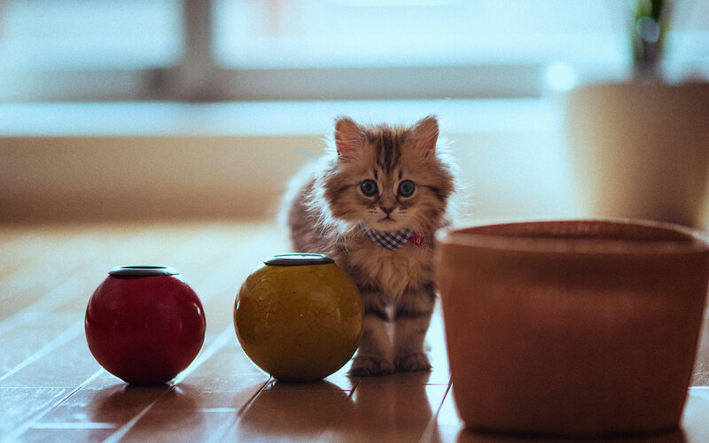 Fluffy Kitten with Bowtie