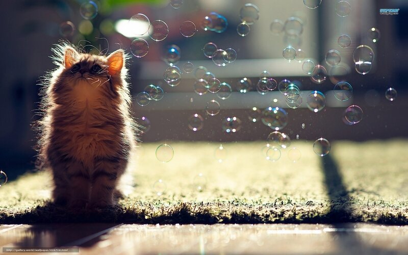 Fluffy kitten with bubbles