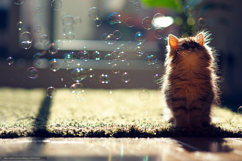 Fluffy Kitten with Bubbles — Brown, Serene, Afternoon, Photograph, Carpet
