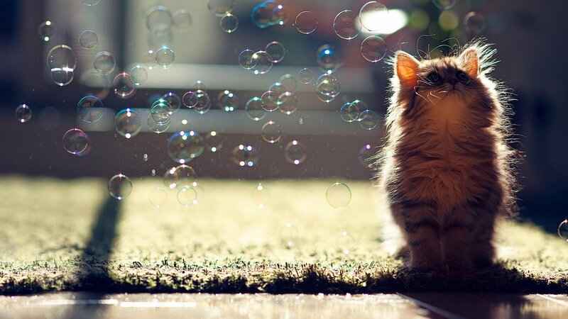 Fluffy Kitten with Bubbles — Brown, Serene, Afternoon, Photograph, Grass, Sunlight