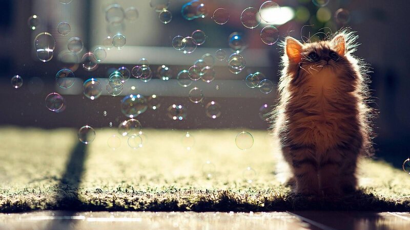 Fluffy Kitten with Bubbles — Brown, Serene, Afternoon, Photograph