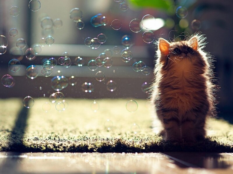 Fluffy Kitten with Bubbles — Brown, Serene, Afternoon