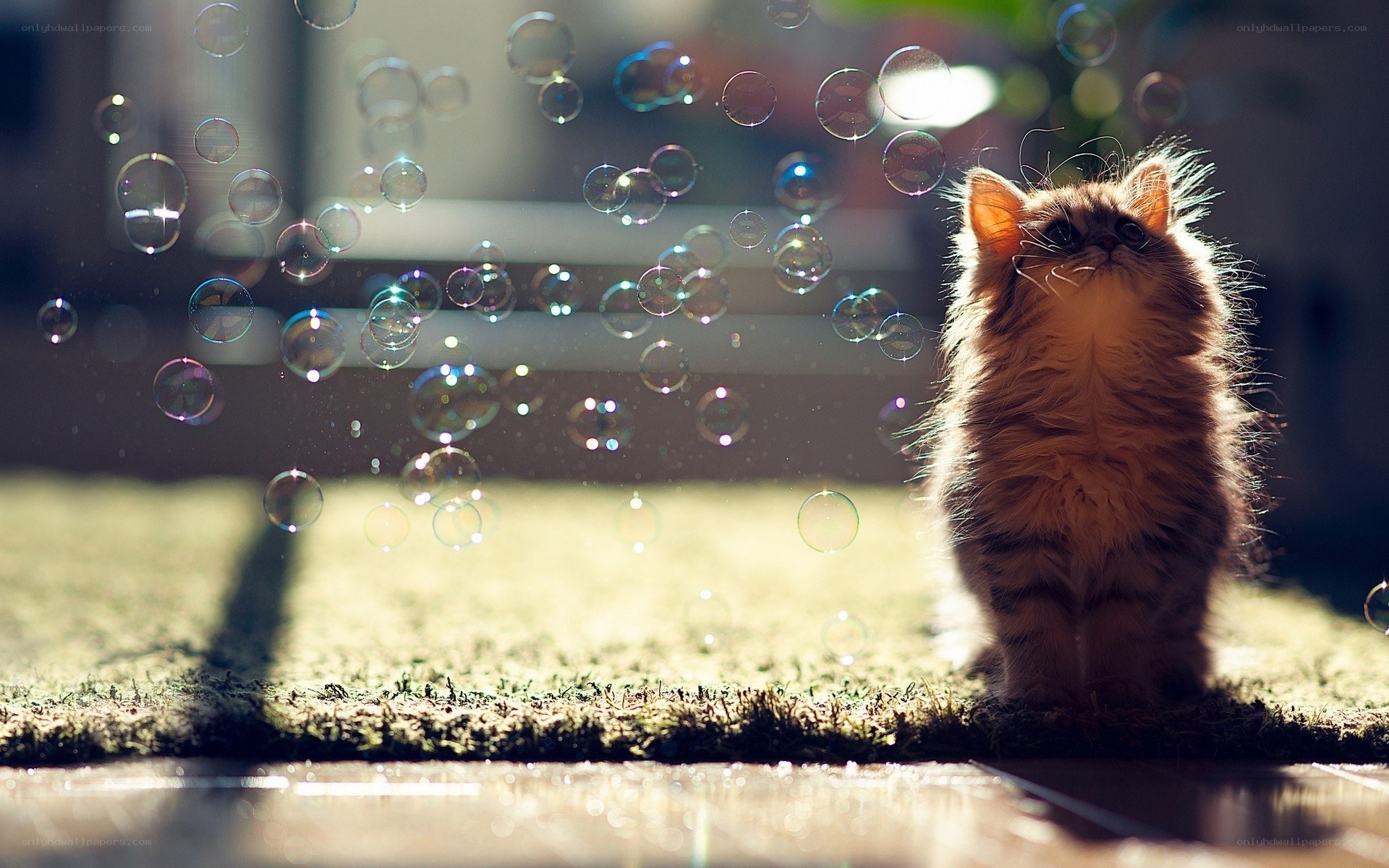 fluffy kitten with bubbles