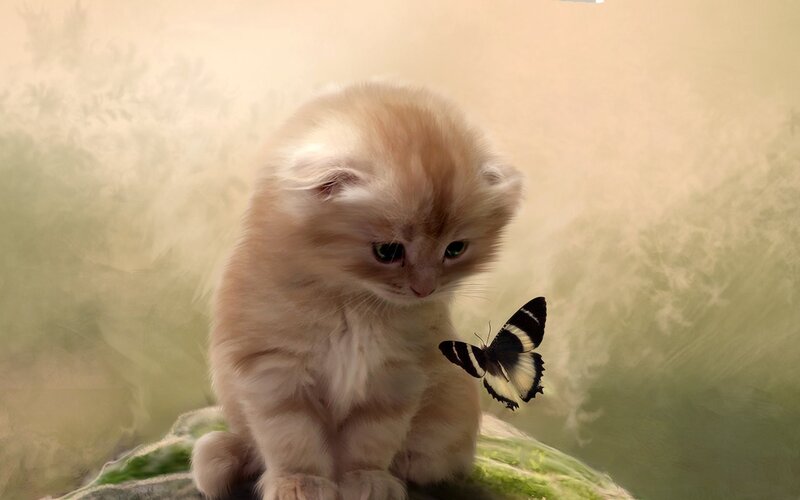 Fluffy Kitten with Butterfly — Beige, Serene, Digital Art