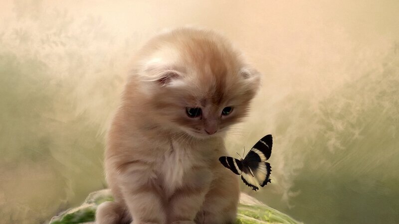 Fluffy Kitten with Butterfly — Beige