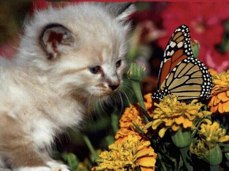 Fluffy Kitten with Butterfly — Yellow