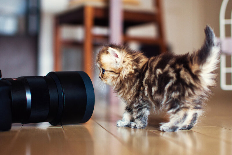Fluffy Kitten with Camera