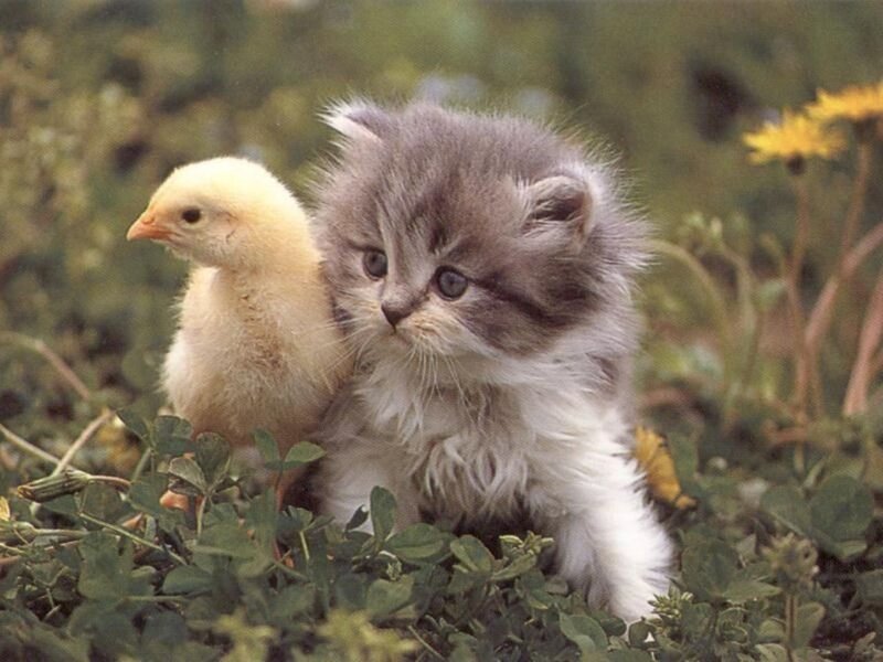 Fluffy Kitten with Chick — Gray, Peaceful