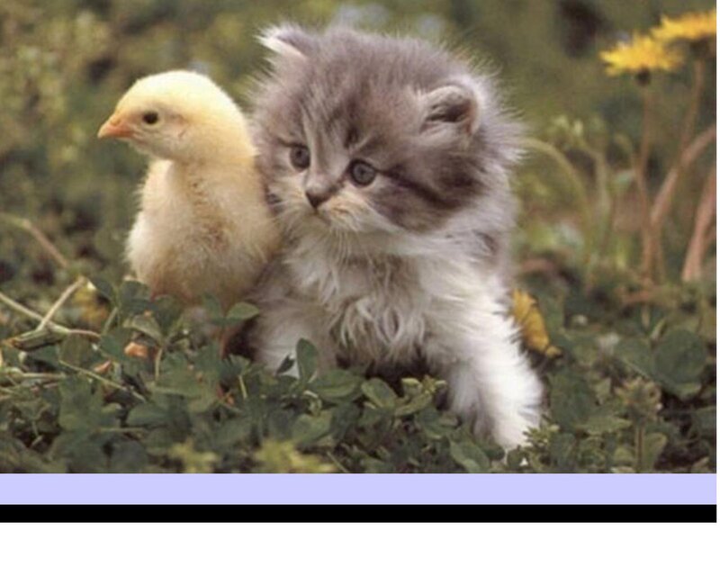 Fluffy Kitten with Chick — Gray