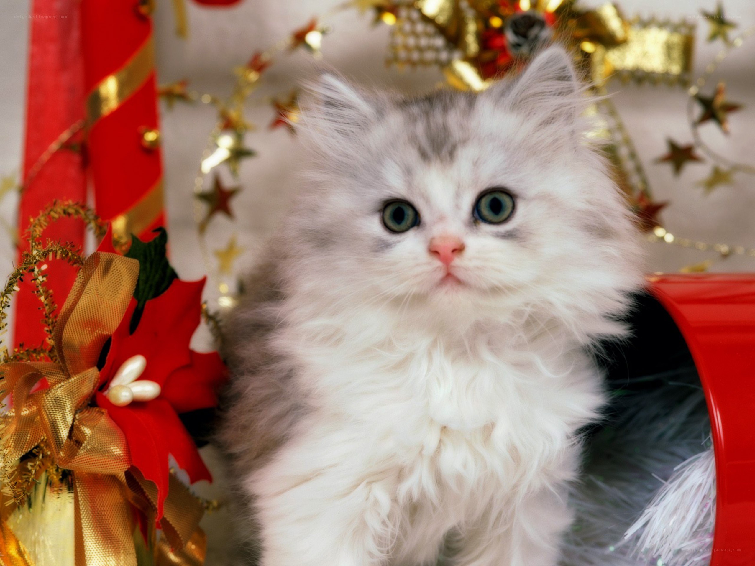 fluffy kitten with Christmas decorations