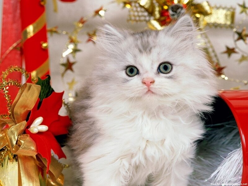 fluffy kitten with christmas decorations