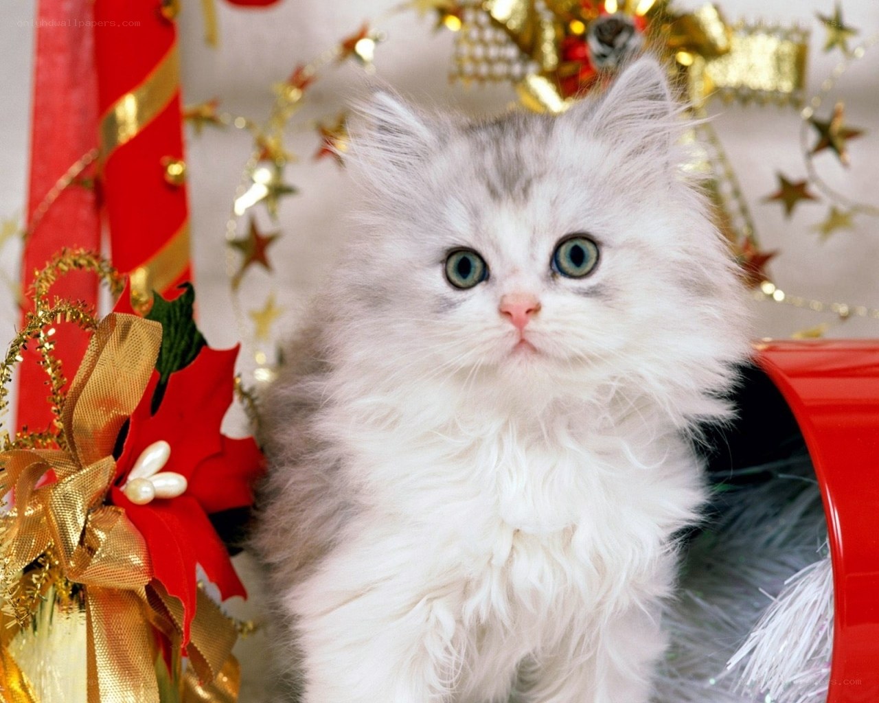 fluffy kitten with christmas decorations