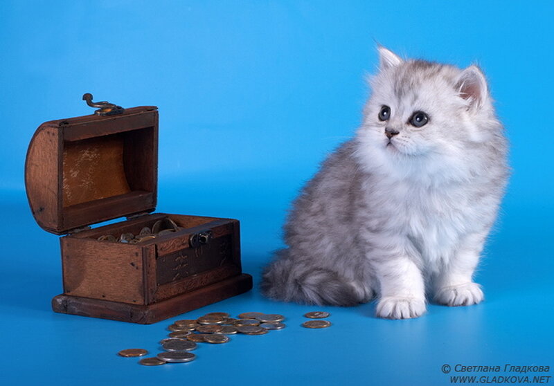Fluffy Kitten with Coins