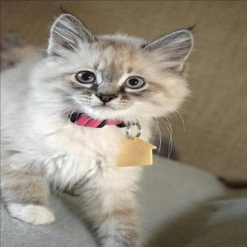 Fluffy Kitten with Collar