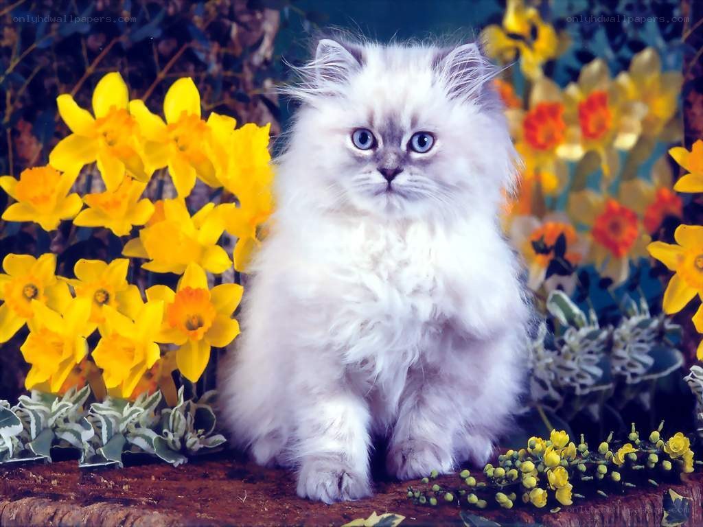 fluffy kitten with daffodils