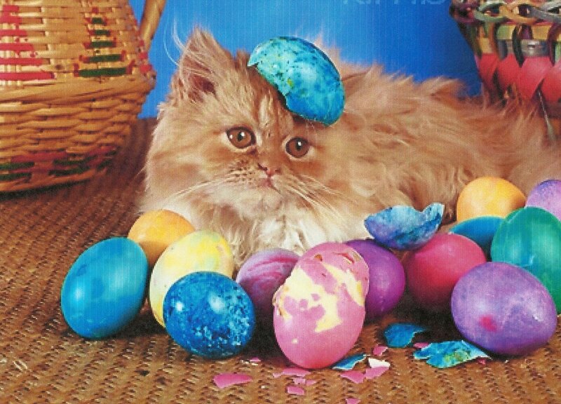 Fluffy Kitten with Eggs