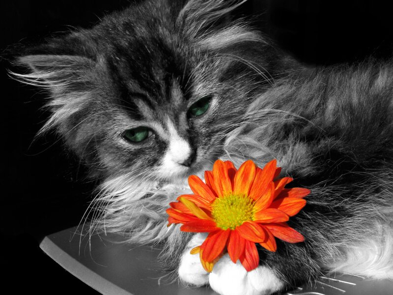 Fluffy Kitten with Flower