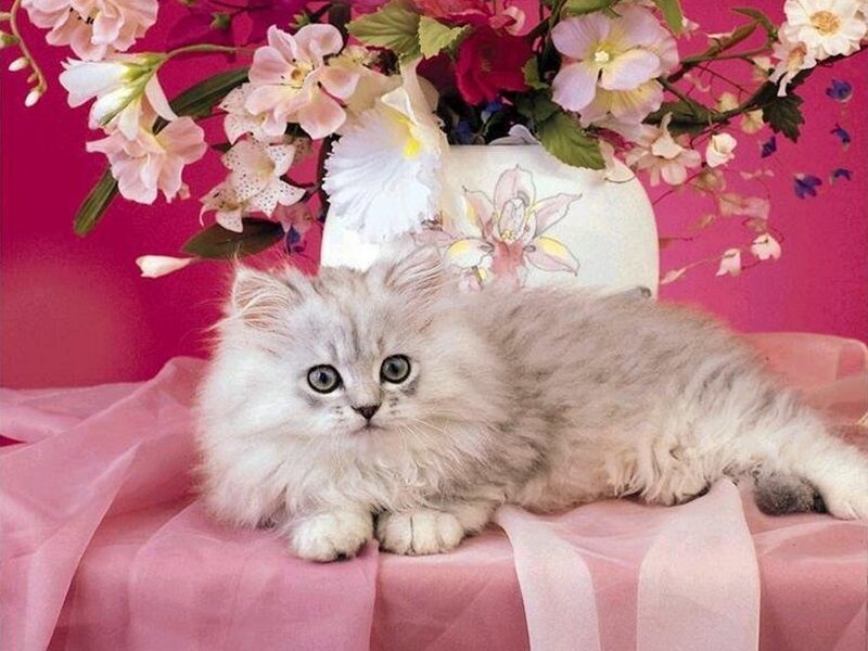 fluffy kitten with flowers