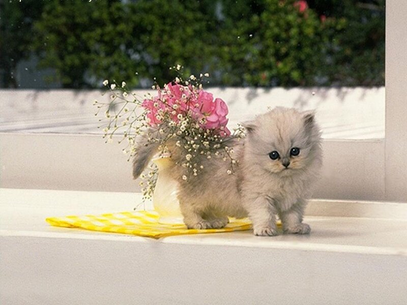 fluffy kitten with flowers