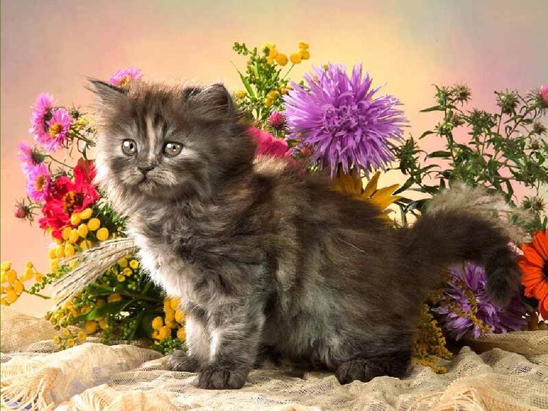 fluffy kitten with flowers