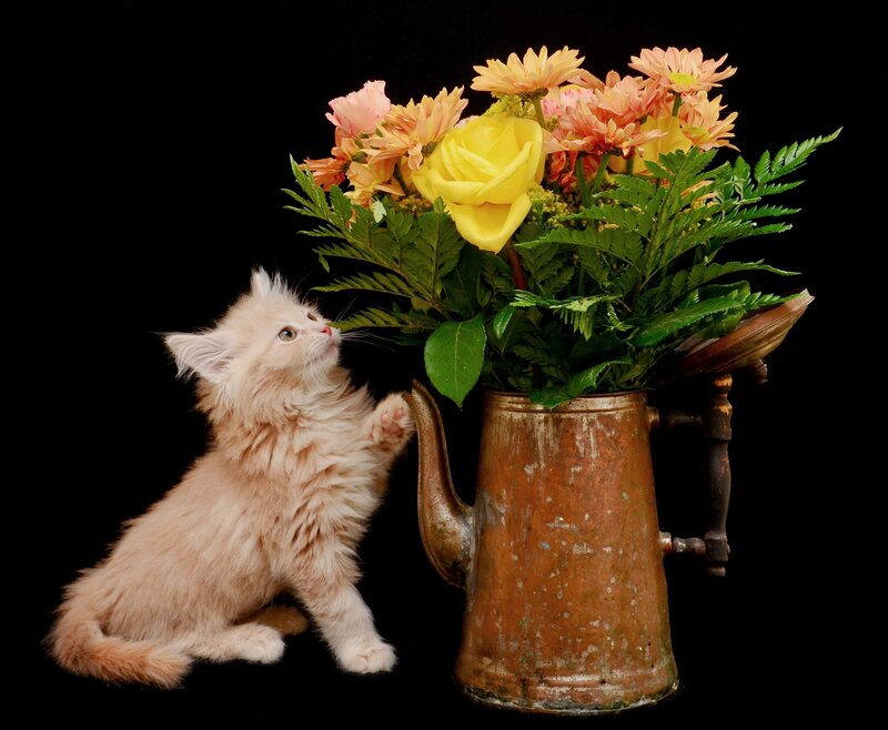 Fluffy Kitten with Flowers — Black