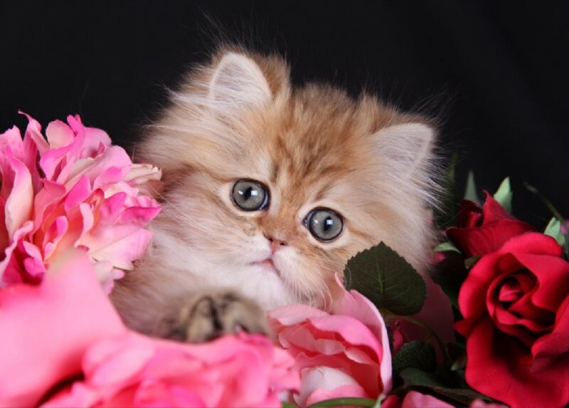 Fluffy Kitten with Flowers — Pink, Calm