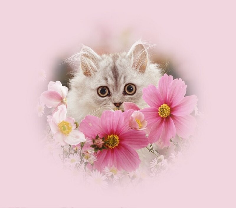 Fluffy Kitten with Flowers — Pink, Serene