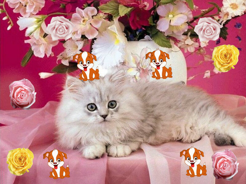 Fluffy Kitten with Flowers — Pink