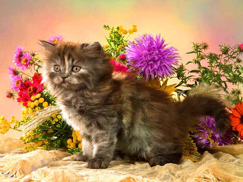 Fluffy Kitten with Flowers — Purple, Calm