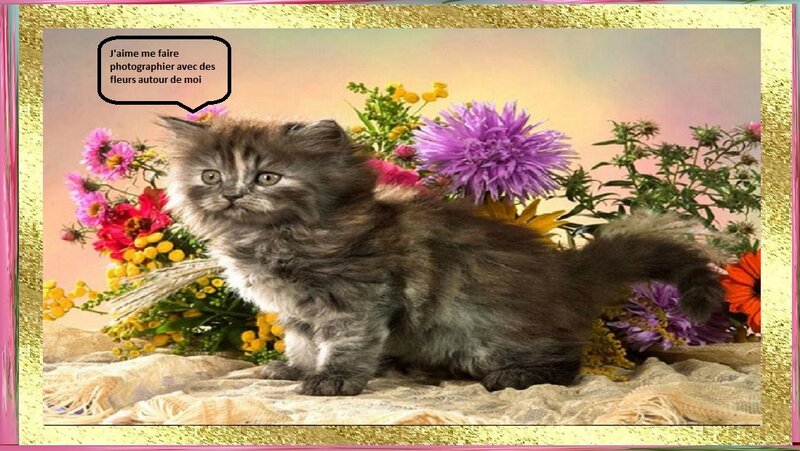 Fluffy Kitten with Flowers — Purple