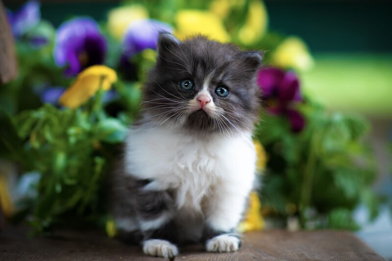Fluffy Kitten with Flowers — White, Calm, Spring