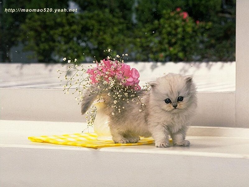 Fluffy Kitten with Flowers — White, Calm