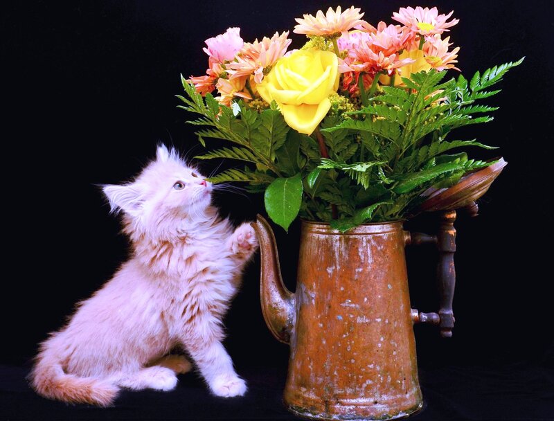 Fluffy Kitten with Flowers — White, Curious