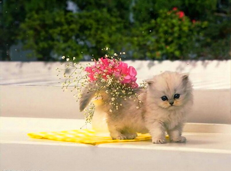 Fluffy Kitten with Flowers — White