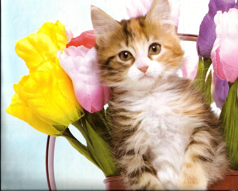 Fluffy Kitten with Flowers — Yellow, Calm