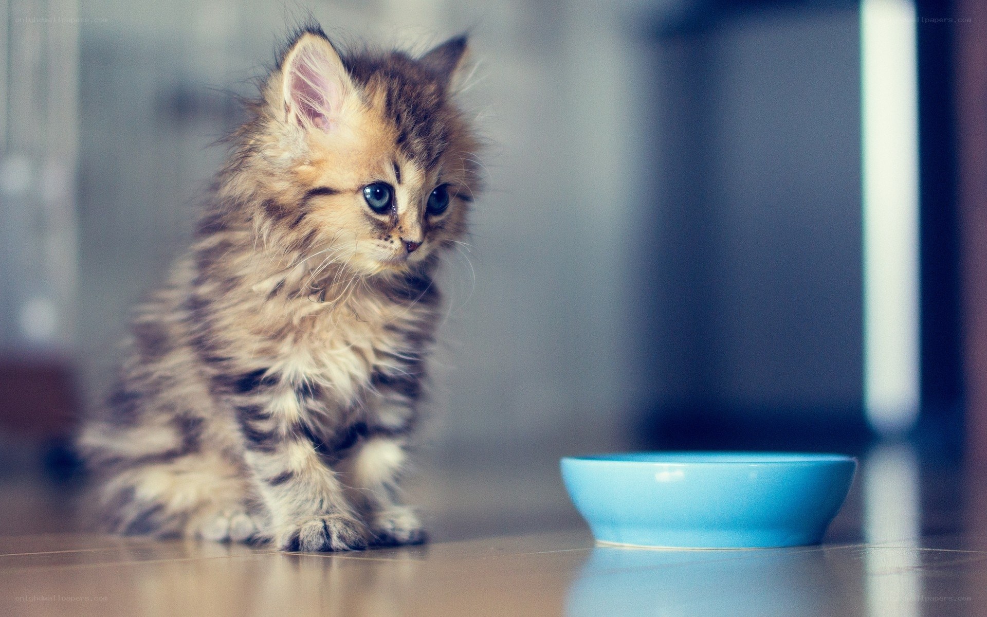 fluffy kitten with food bowl