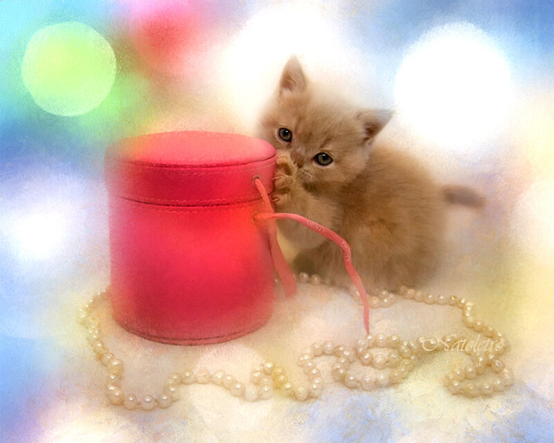 Fluffy Kitten with Gift Box