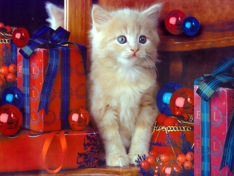 Fluffy Kitten with Gifts