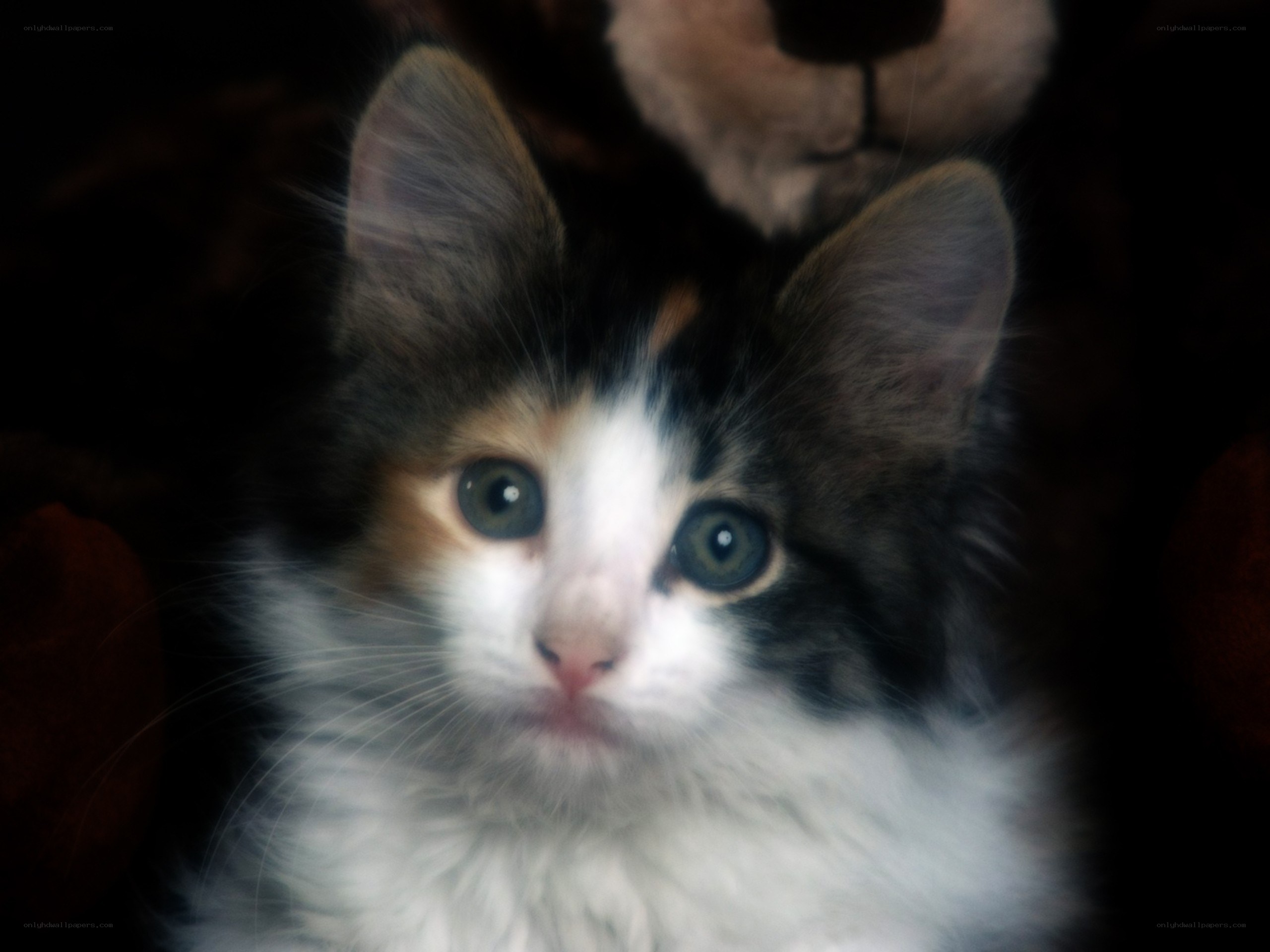 fluffy kitten with green eyes