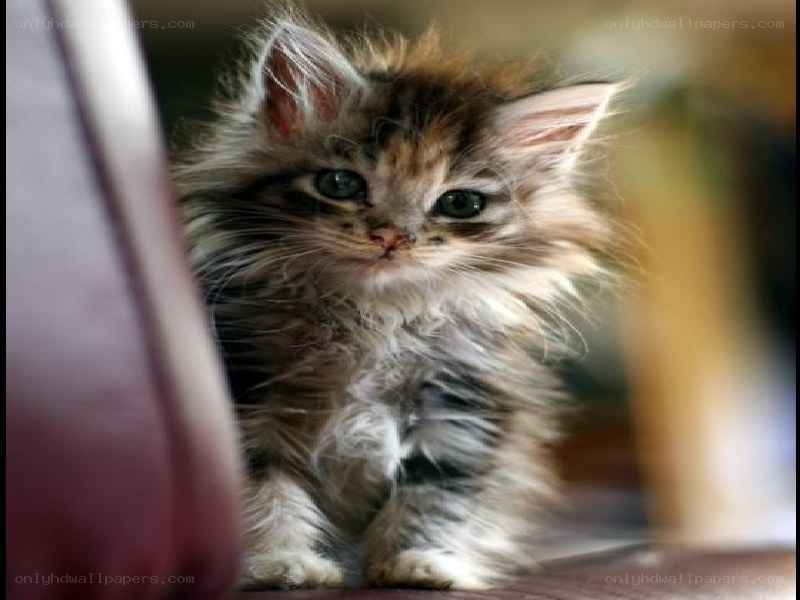 fluffy kitten with green eyes