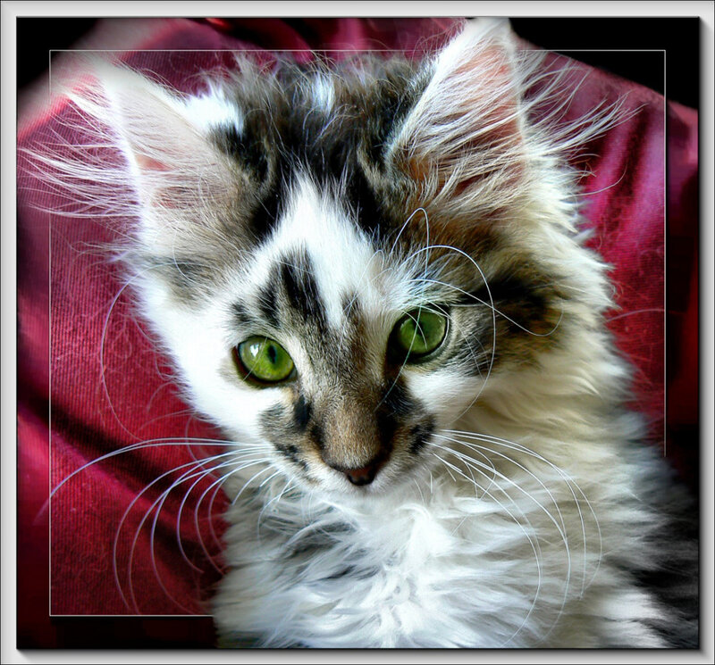 fluffy kitten with green eyes