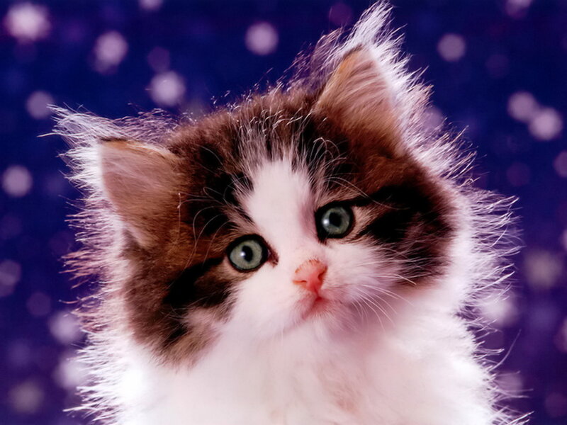 Fluffy Kitten with Green Eyes — White