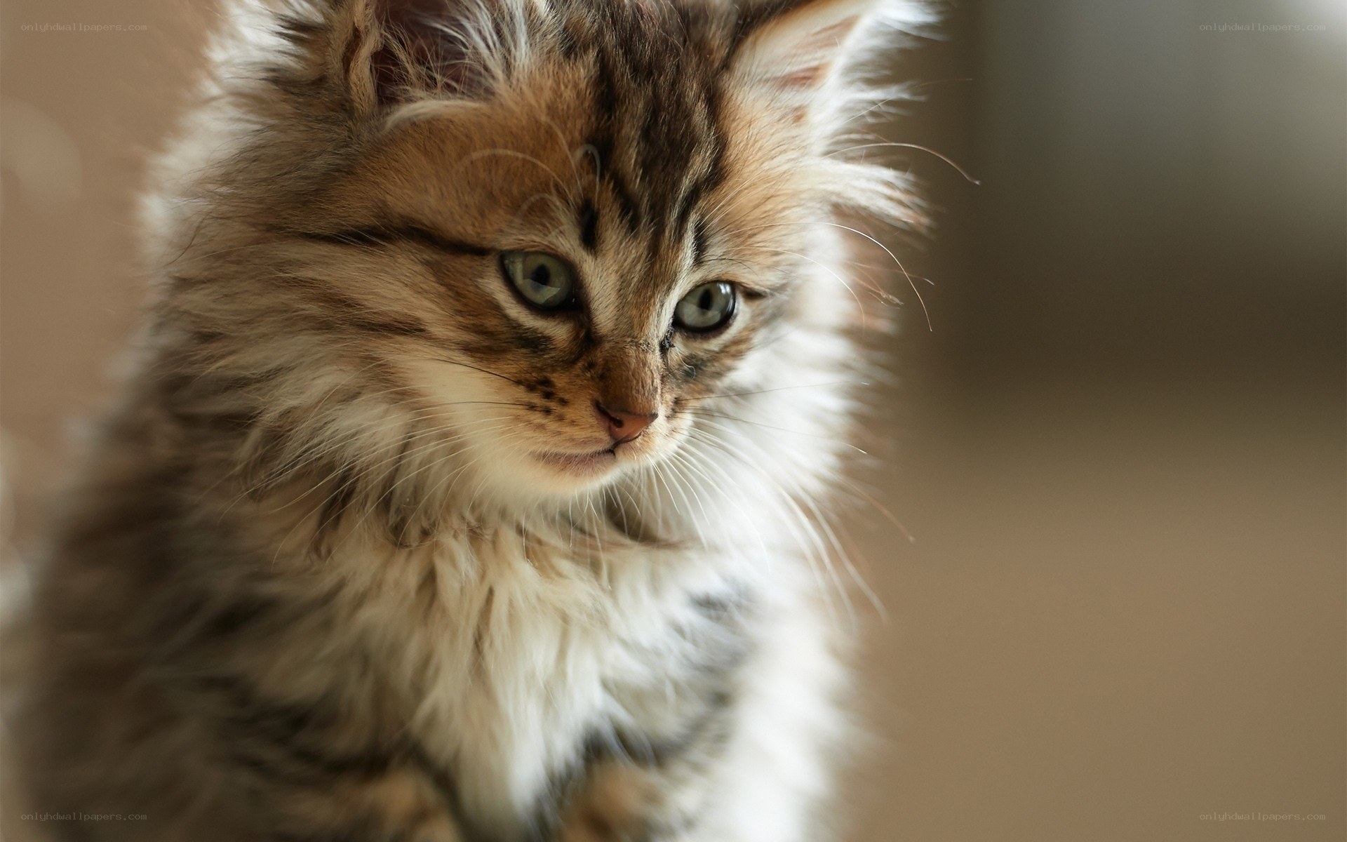 fluffy kitten with green eyes