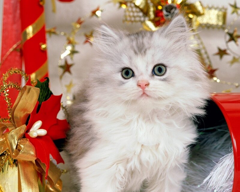 fluffy kitten with holiday decorations