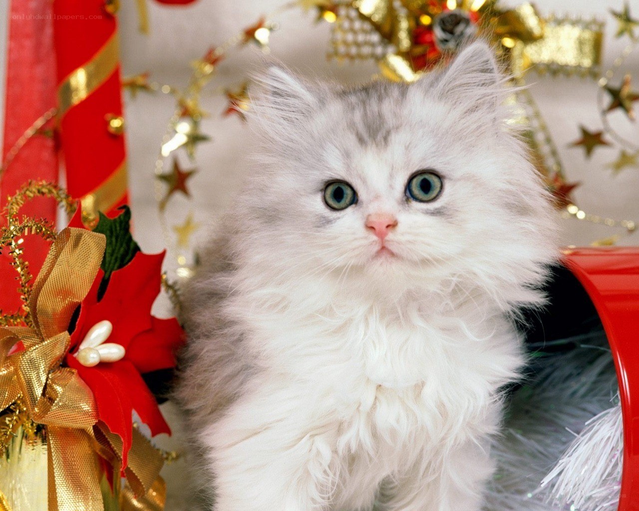 fluffy kitten with holiday decorations